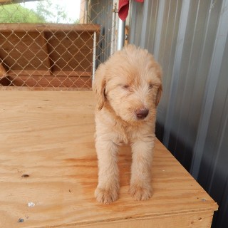 labradoodle puppies for sale under $500