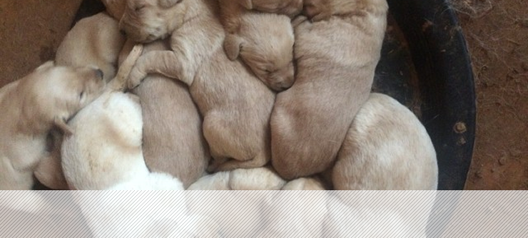 Labrador Retriever Puppies in Robertson County, TN